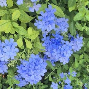 Meet your Posher, Akemi Aiko